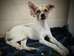 Cachorro raça SRD idade 1 ano nome Juma