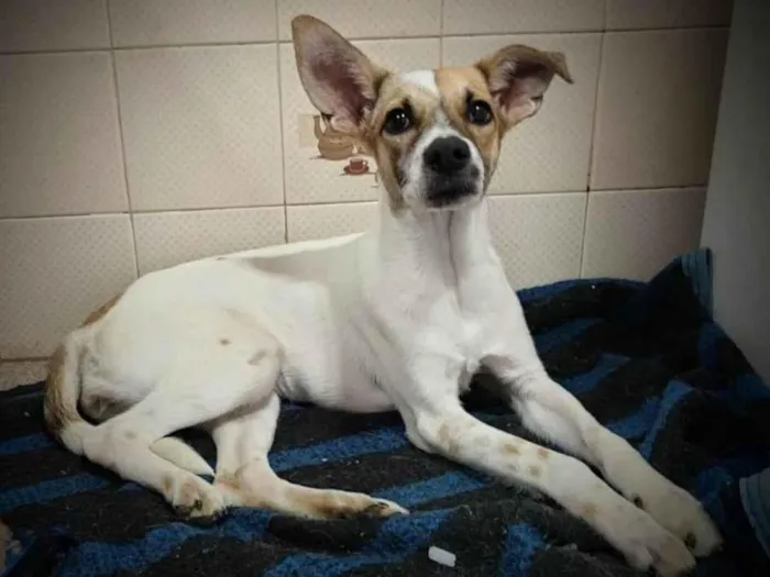 Cachorro ra a SRD idade 1 ano nome Juma