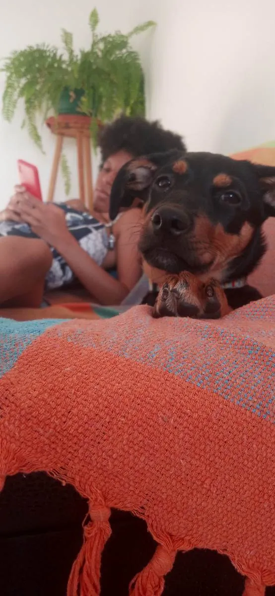 Cachorro ra a Vira lata idade 7 a 11 meses nome Amora