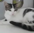 Gato raça SRD idade 1 ano nome BENJI