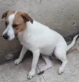 Cachorro raça SRD idade 1 ano nome DON