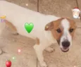 Cachorro raça SRD idade 1 ano nome DON
