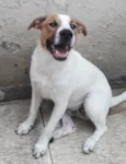 Cachorro raça SRD idade 1 ano nome DON