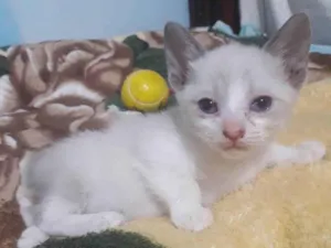 Gato raça SRD idade 2 a 6 meses nome CLARA