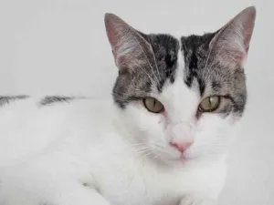 Gato raça SRD idade 1 ano nome BENJI