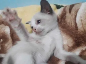 Gato raça SRD idade 2 a 6 meses nome CLAIR FÊMEA