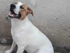 Cachorro raça SRD idade 1 ano nome DON