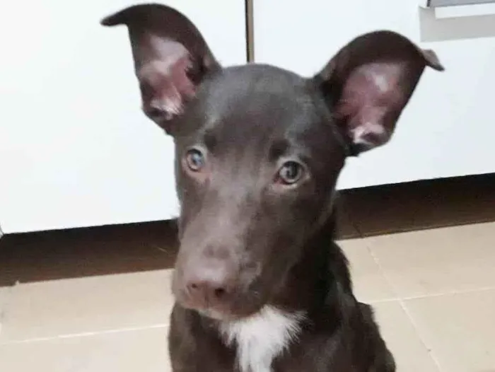 Cachorro raça SRD idade 2 a 6 meses nome HARRY