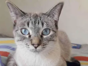 Gato raça SRD idade 2 a 6 meses nome GUGA