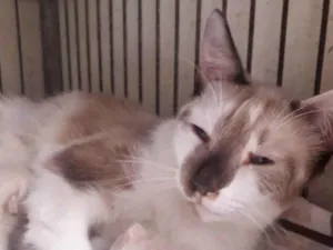Gato raça SRD idade 1 ano nome MAMY