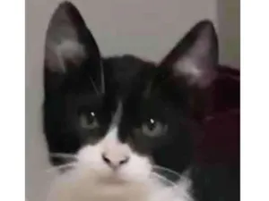 Gato raça Felino SRD idade 2 a 6 meses nome Robin