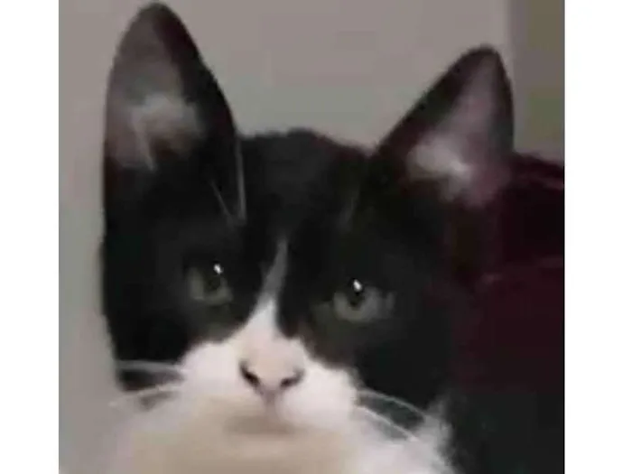 Gato ra a Felino SRD idade 2 a 6 meses nome Robin