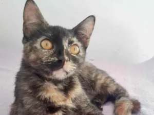 Gato raça SRD idade 2 a 6 meses nome SUZY
