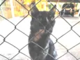 Gato raça Felino SRD idade 1 ano nome Escaminha perdida