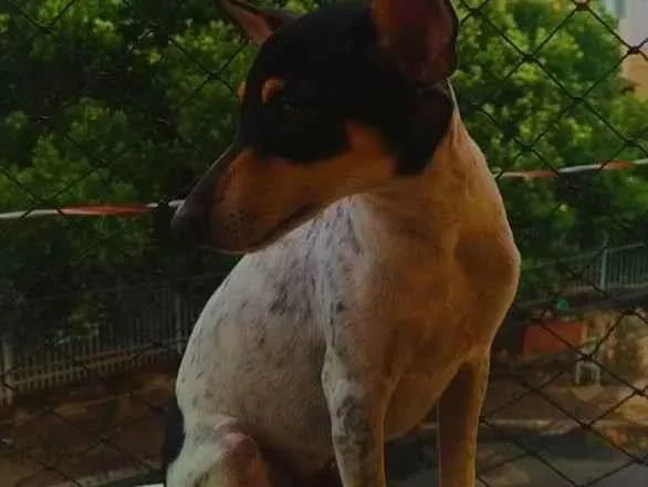 Cachorro ra a Pincher  idade 7 a 11 meses nome Pingo