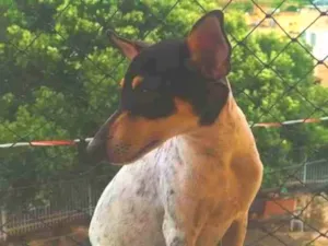 Cachorro raça Pincher  idade 7 a 11 meses nome Pingo