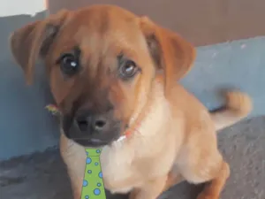 Cachorro raça Mestiço  idade 2 a 6 meses nome Mike 
