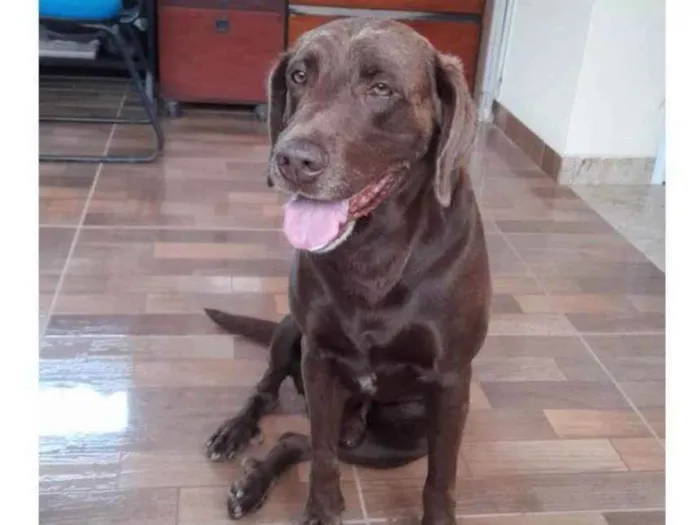 Cachorro ra a Labrador idade 6 ou mais anos nome DUDU