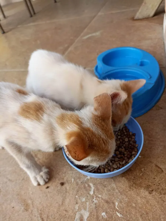 Gato raça Sem raça  idade 2 a 6 meses nome Sem nome 