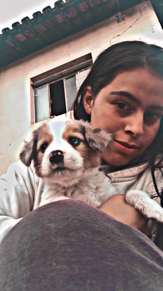 Cachorro raça Border Collie idade 2 a 6 meses nome Rocky 