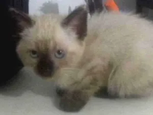 Gato raça Raça não definida v idade Abaixo de 2 meses nome Gatos