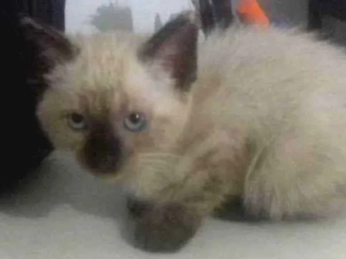 Gato ra a Raça não definida v idade Abaixo de 2 meses nome Gatos