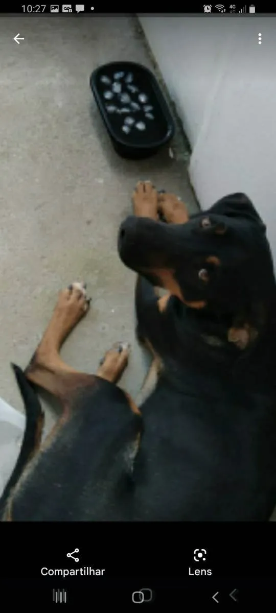 Cachorro ra a Srd  idade 3 anos nome Pretinho 