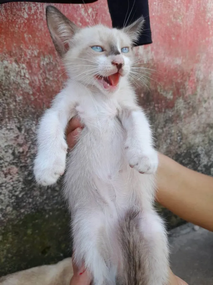 Gato ra a Gatos idade 2 a 6 meses nome Sem nomes