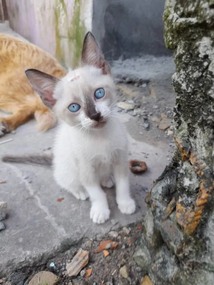 Gato ra a Gatos idade 2 a 6 meses nome Sem nomes