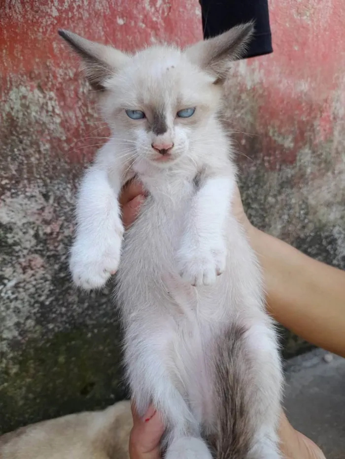 Gato ra a Gatos idade 2 a 6 meses nome Sem nomes