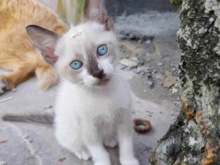 Gato ra a Gatos idade 2 a 6 meses nome Sem nomes