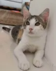 MEL