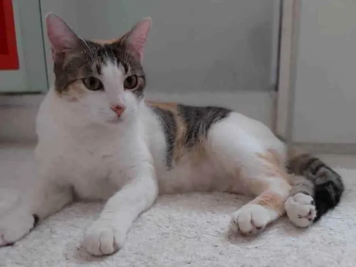 Gato raça Srd idade 2 a 6 meses nome MEL