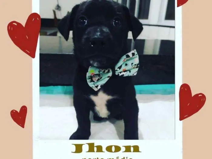 Cachorro ra a Srd  idade 2 a 6 meses nome Jhon