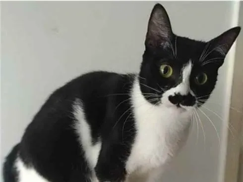 Gato ra a srd bicolor idade 2 anos nome CHAYENE