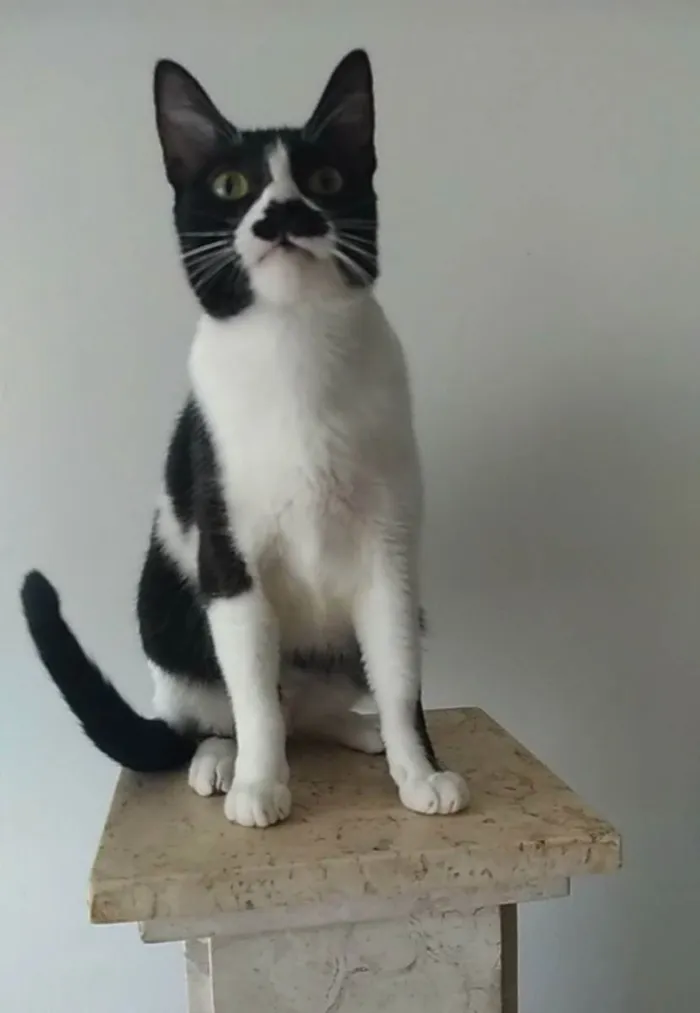 Gato ra a srd bicolor idade 2 anos nome CHAYENE