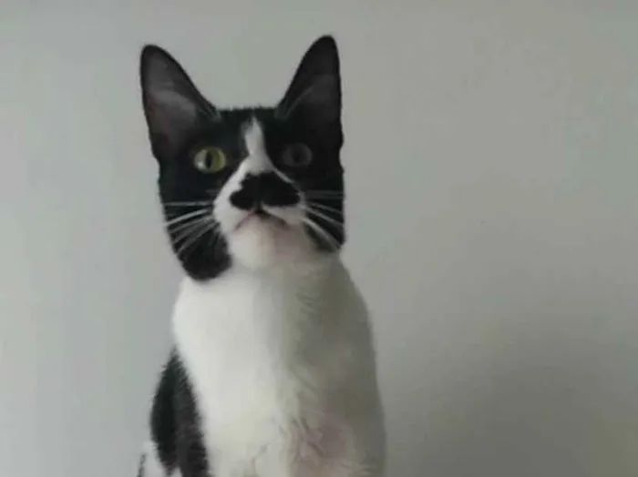 Gato ra a srd bicolor idade 2 anos nome CHAYENE