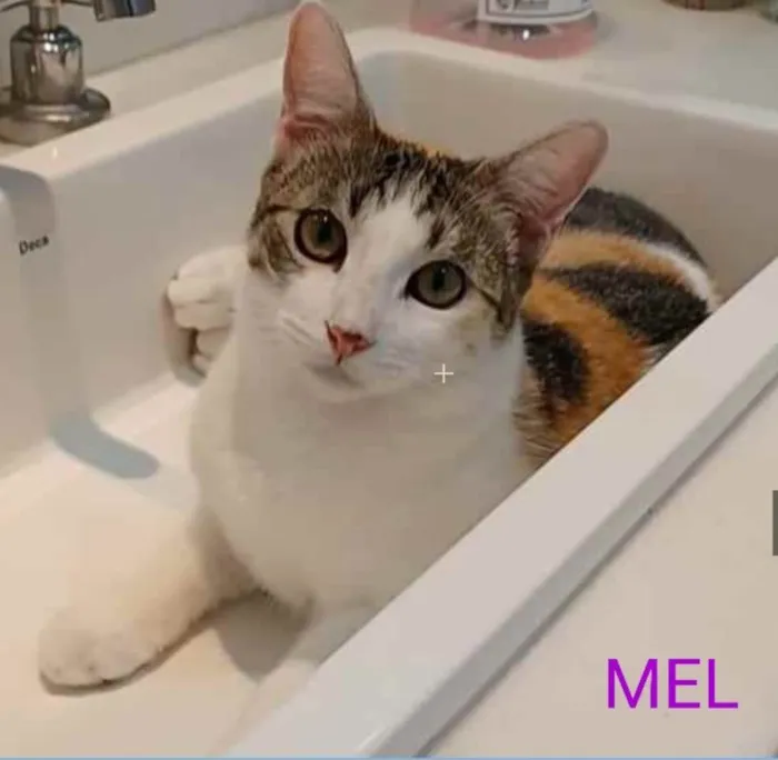 Gato ra a srd tricolor idade 2 a 6 meses nome MEL