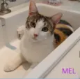 MEL
