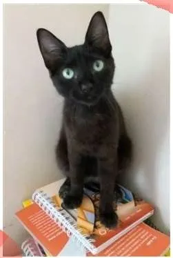 Gato ra a srd idade 2 a 6 meses nome IARA
