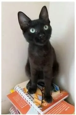 Gato ra a srd idade 2 a 6 meses nome IARA