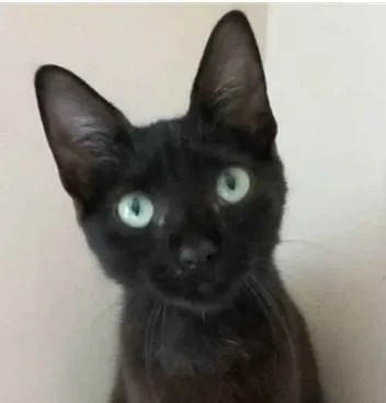 Gato ra a srd idade 2 a 6 meses nome IARA