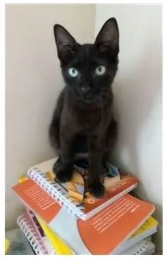 Gato ra a srd idade 2 a 6 meses nome IARA