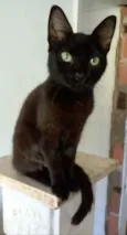 IARA