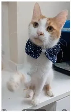 Gato ra a srd bicolor idade 1 ano nome OZZY