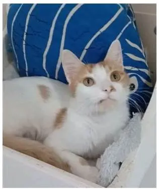 Gato ra a srd bicolor idade 1 ano nome OZZY