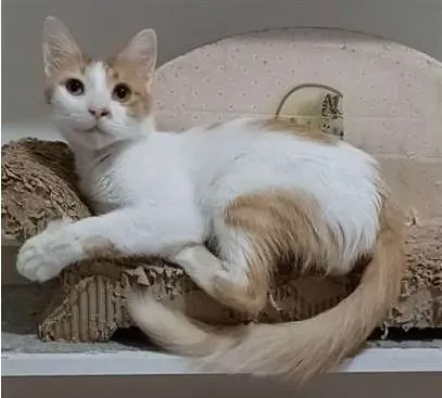 Gato ra a srd bicolor idade 1 ano nome OZZY