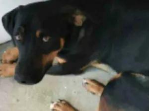 Cachorro raça Srd  idade 3 anos nome Pretinho 