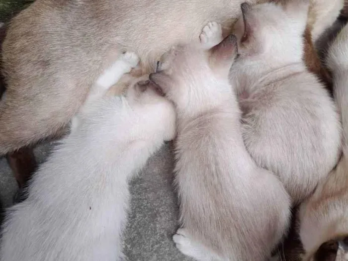 Gato ra a Gatos idade 2 a 6 meses nome Sem nomes