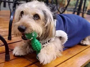 Cachorro raça Srd idade 2 anos nome Teddy ursinho 